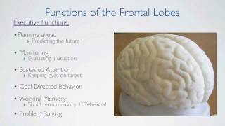 Frontal Lobes Functions [upl. by Valley]