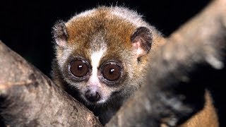 Science Bulletins Slow Loris Venom—Solving a Toxic Puzzle [upl. by Nellad]