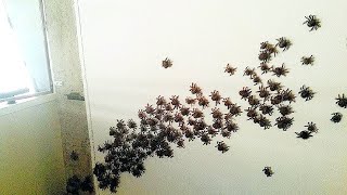 my 100 pet spiders escaped HELP [upl. by Vivia40]