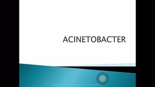 Acinetobacter [upl. by Nahsez]