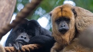 Hear a Howler Monkey Howl [upl. by Orsa]