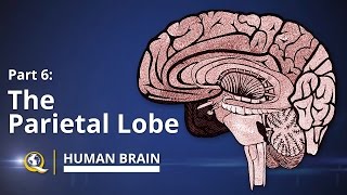 Parietal Lobe  Human Brain Series  Part 6 [upl. by Marpet900]