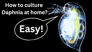 BEST Live Fish Food Beginner guide How to Culture Daphnia at home [upl. by Krid]