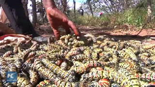 Worms A popular snack in Zimbabwe [upl. by Kcirdderf]