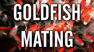 Goldfish Spawning  Mating Behavior [upl. by Eirolam984]