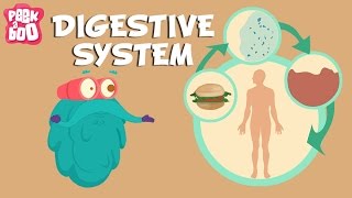 Digestive System  The Dr Binocs Show  Learn Videos For Kids [upl. by Yerfej]