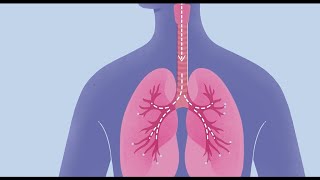 How COVID19 Affects Your Lungs [upl. by Alek]