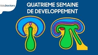 Quatrième semaine de développement  Embryologie générale [upl. by Enyamert547]