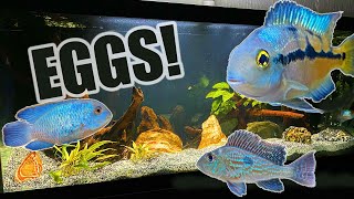 75 Gallon Aquarium  American Cichlids Update [upl. by Hernando324]