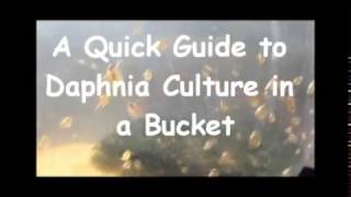 How to culture daphnia outside [upl. by Deys]