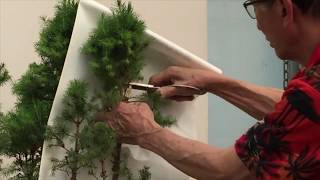 How to Prune a Picea Group [upl. by Eicnan64]