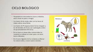 Tema 4 Familia Anoplocephalidae [upl. by Adah393]