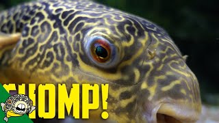 Giant Puffer Fish Eats Clams and Crabs [upl. by Clotilda]