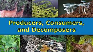 Producers Consumers and Decomposers Overview [upl. by Bibby]