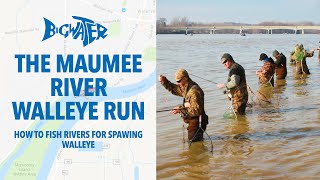 The Maumee River Walleye Run  Tips and Tricks For Walleye Fishing in Rivers [upl. by Yrebmik]