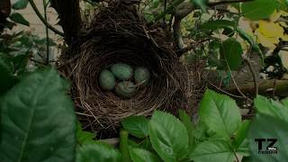 Fortpflanzung der Amsel Teil 3 [upl. by Arob]