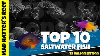 Top 7 Ideas for Your 75 Gallon Aquarium [upl. by Corbie]