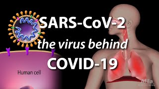 Understanding the Virus that Causes COVID19 Animation [upl. by Camala]