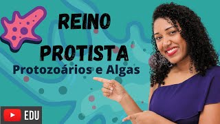 Aula Reino Protista protozoários e algas [upl. by Sifan286]