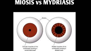 MIOSIS amp MYDRIASIS [upl. by Marga366]