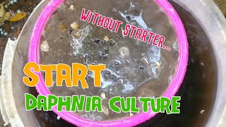 How to culture daphnia moina the easy way 1  Starting the Daphnia culture [upl. by Peednas]