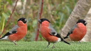 Oiseaux de Jardin  Garden Birds  Hagefugler  Gartenvögel  Tuinvogels  Trädgårdsfåglar [upl. by Hctim]