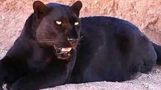 Black Panther Facts 13 Facts about Black Panthers [upl. by Dodson]