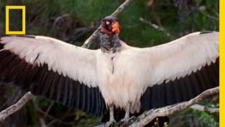 King Vultures  National Geographic [upl. by Anhaj]