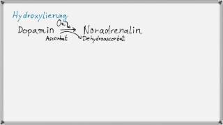 Biochemie 5  Hormone Synthese der Katecholamine [upl. by Kisung190]