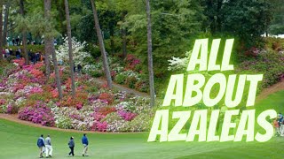 How To Take Care of Azaleas [upl. by Anivlek961]