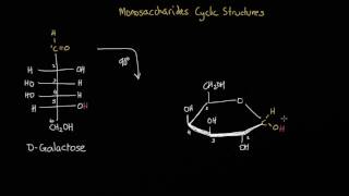 Converting an open chain monosaccharide into its cyclic structure [upl. by Jeremy]