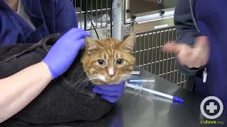 How to Administer Oral Medication to Cats [upl. by Osgood]