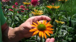 5 Cool New Coneflowers [upl. by Sidnac]