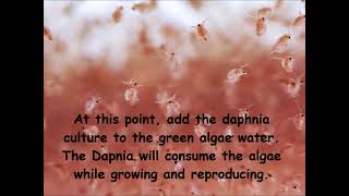 Daphnia  How to grow daphnia in your home [upl. by Lotson309]