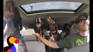 EXCITED Dogs in Car Cant Stop Howling For The Park  The Dodo [upl. by Shaughnessy358]