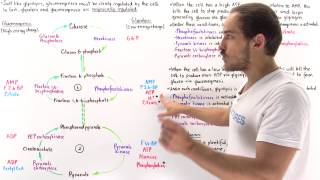 Reciprocal Regulation of Gluconeogenesis and Glycolysis [upl. by Florie554]