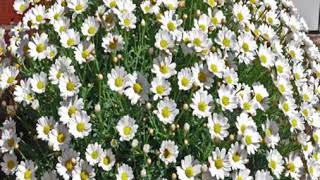 Marguerite Daisy Plant [upl. by Aenet]