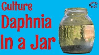 How to Culture Daphnia in a Jar [upl. by Erik]