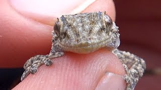 Moorish Gecko  Herping in Spain  Costa Brava Wildlife  Tarentola mauritanica [upl. by Alaehs624]