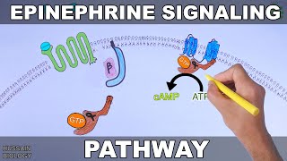 Epinephrine Signaling Pathway [upl. by Butch]