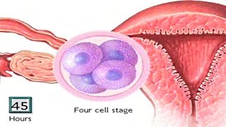 How The Embryo Develops After Fertilisation  Human Development Animation  Zygote Cell Division Vid [upl. by Eat]