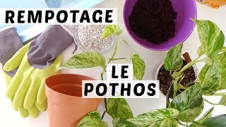 🌿 COMMENT REMPOTER UN POTHOS  TUTO JARDINAGE [upl. by Gallager]