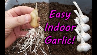 How To Grow Garlic Indoors Anytime Anywhere [upl. by Hodgkinson]