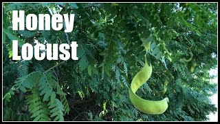 Honey Locust Gleditsia triacanthos  Ninja Gardening  Episode 31 [upl. by Britton]