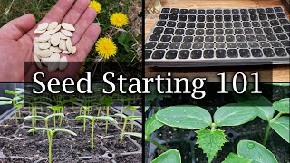 How To Start Vegetable Seeds  The Definitive Guide For Beginners [upl. by Enilaf338]