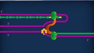 Citologia 27  Replicazione del DNA [upl. by Keifer869]