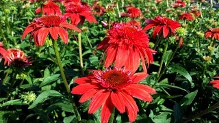 Best Perennials  Echinacea Double Scoop™ Mandarin Coneflower [upl. by Buhler]