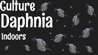 How to Culture Daphnia [upl. by Merri]