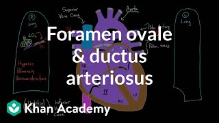 Anatomy of the Upper Limb Dorsum of Hand [upl. by Freida]