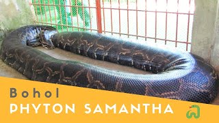 Burmese Python quotSamanthaquot The Biggest Snake in Bohol Philippines [upl. by Elleon]